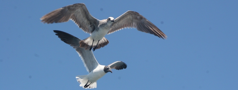 ΚΑΛΟΚΑΙΡΙΝΕΣ ΔΙΑΚΟΠΕΣ 2016